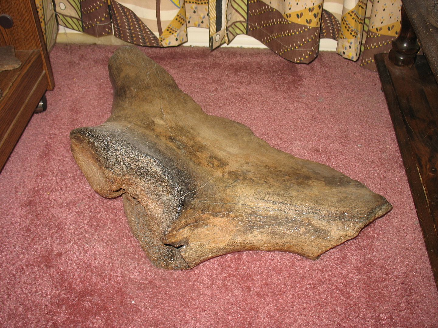 Bones, Bones, Bones . . . Who Has Some Interesting Fossil Bones